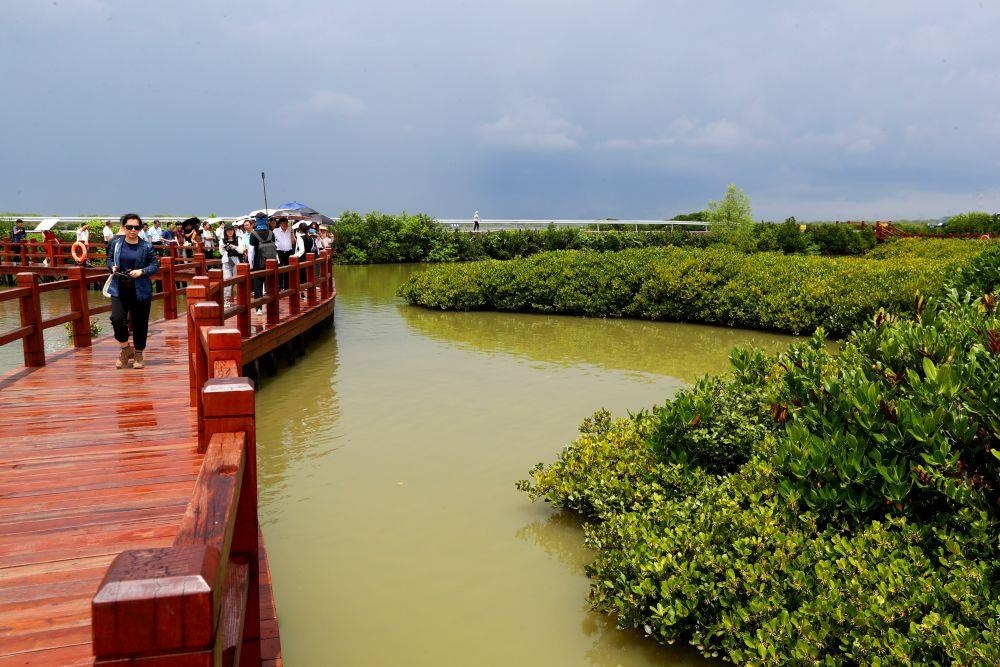 △2023年6月13日，人們在廣東湛江市麻章區(qū)金牛島觀賞紅樹林。