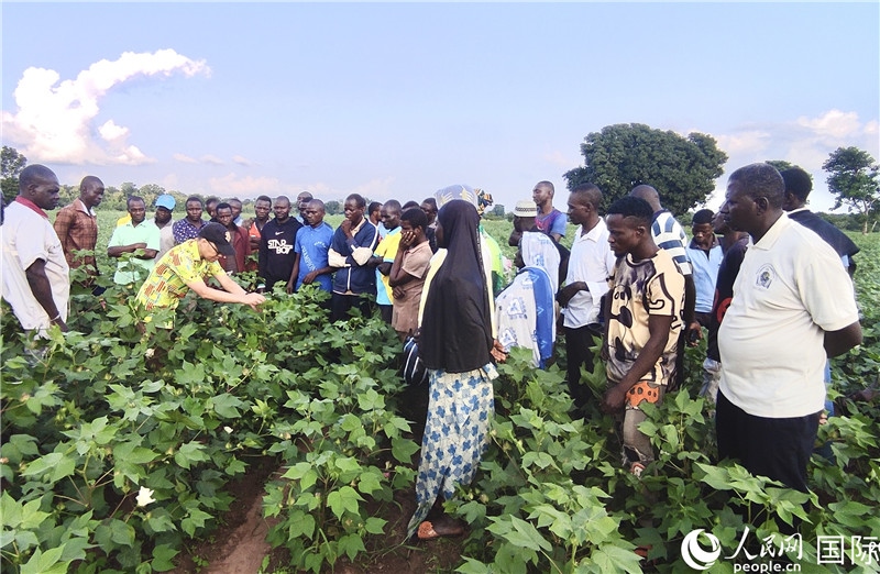 當(dāng)?shù)孛揶r(nóng)紛紛向中國(guó)專(zhuān)家學(xué)習(xí)技術(shù)。人民網(wǎng)記者 黃培昭攝