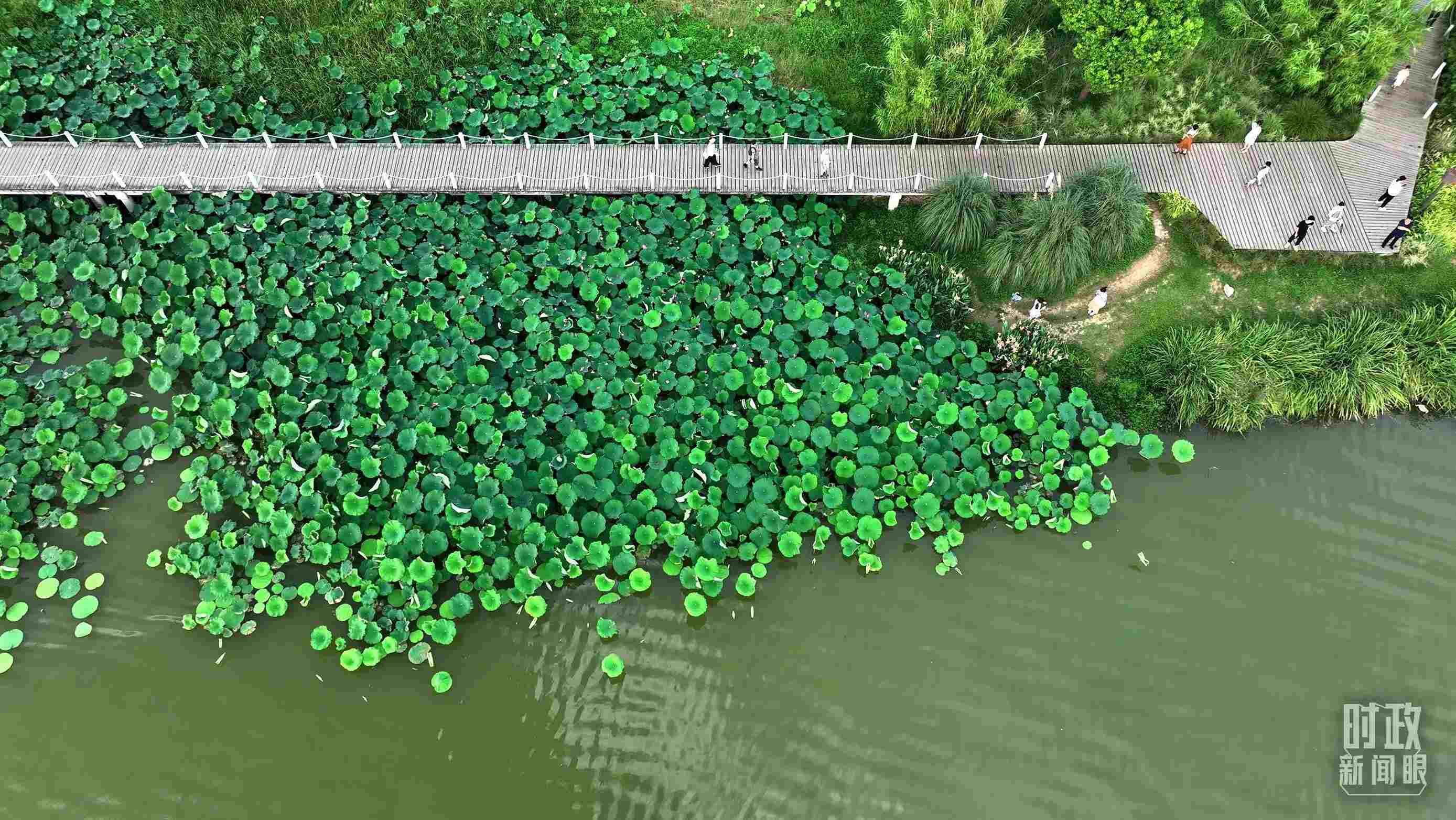 △陜西漢中天漢濕地公園內(nèi)，游人穿行，荷影婆娑。（總臺記者劉海濤拍攝）