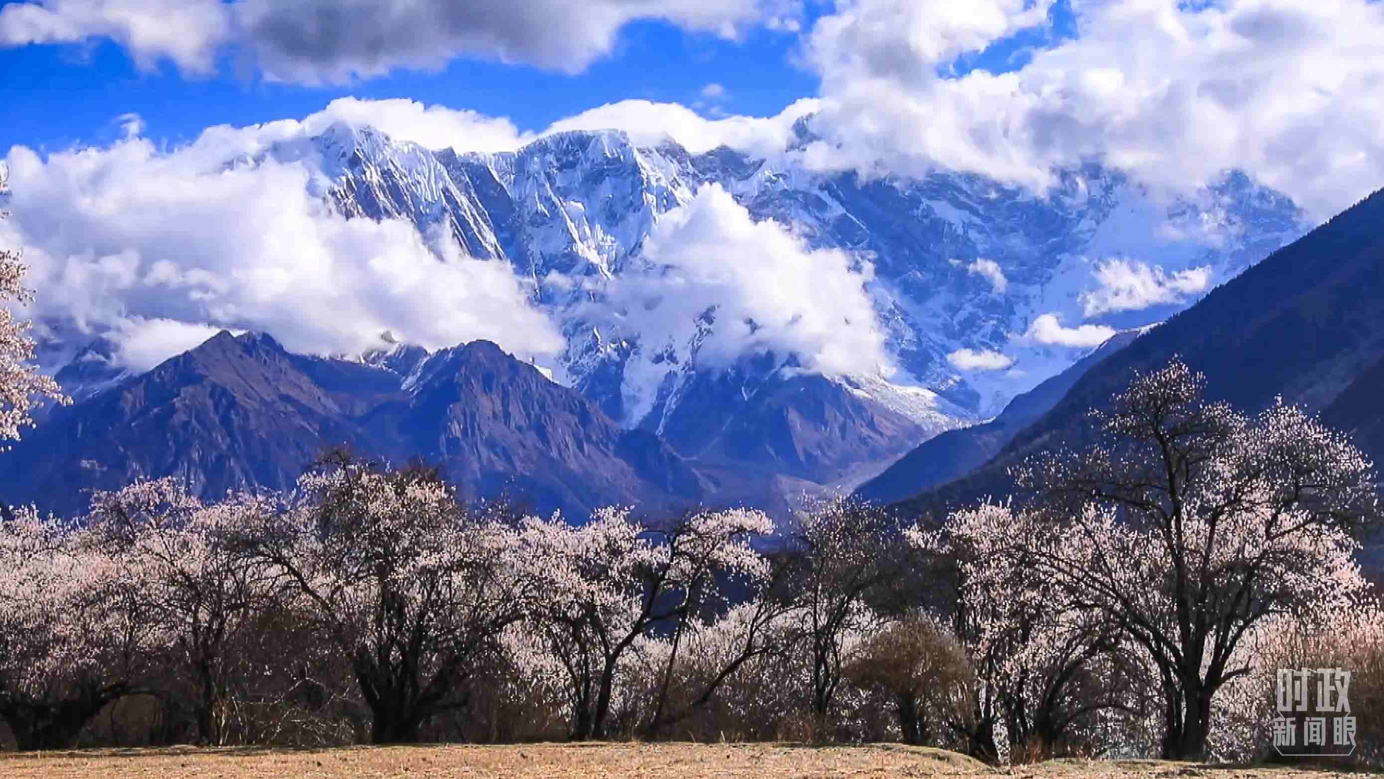 △西藏林芝。（總臺記者李旭拍攝）