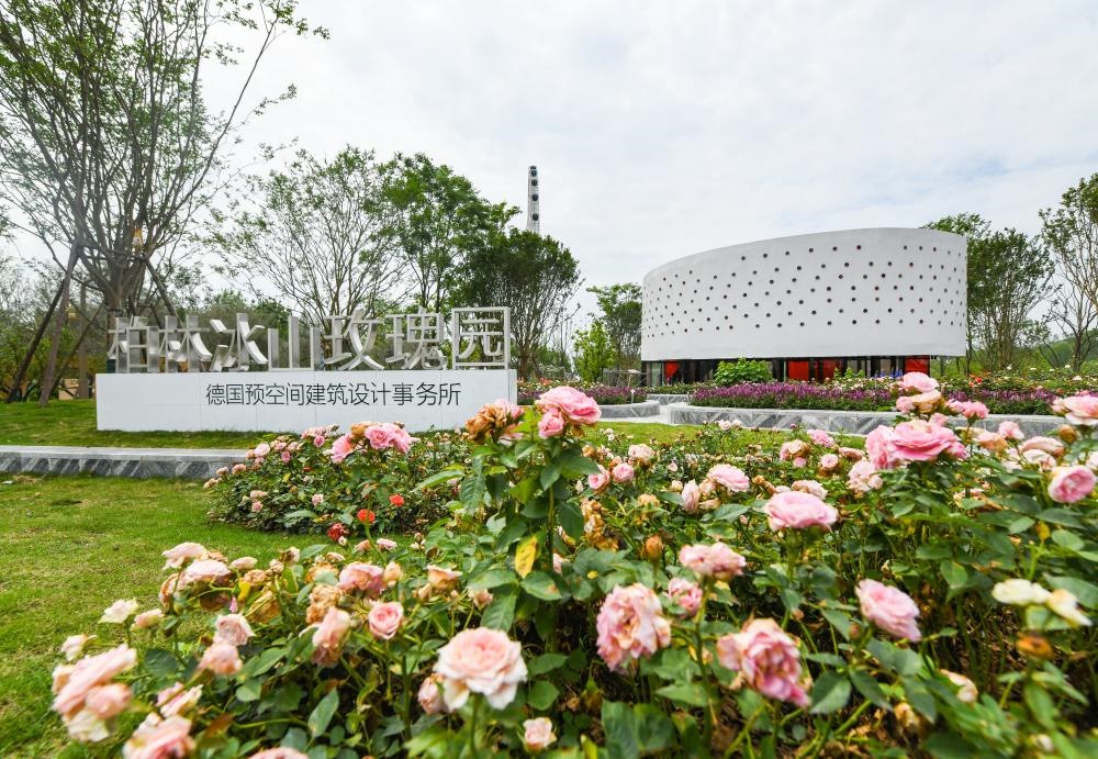 這是2024年4月22日拍攝的成都世園會主會場德國柏林冰山玫瑰園。新華社記者 王曦 攝