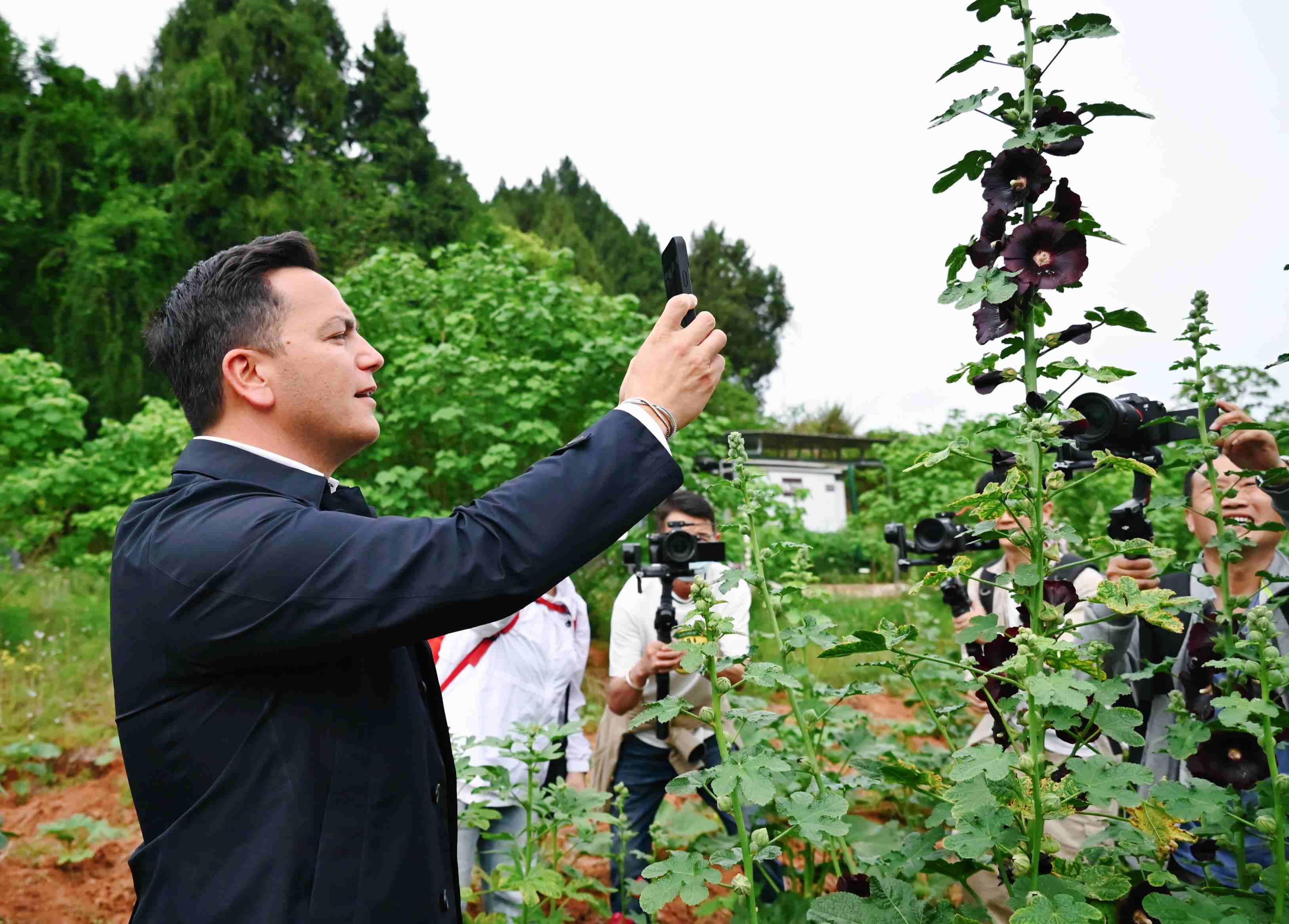  △2024年4月23日，國際園藝生產(chǎn)者協(xié)會主席萊昂納多·卡皮塔尼奧在成都市金堂縣鮮花山谷景區(qū)考察蜀葵產(chǎn)業(yè)。