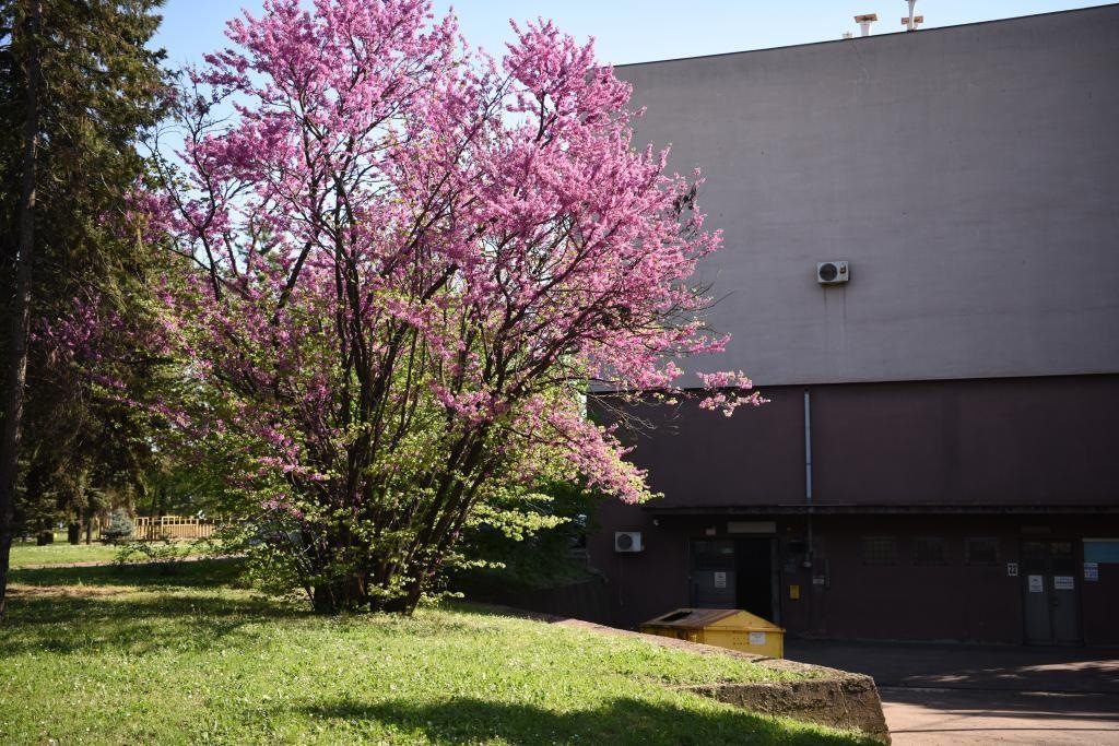 斯梅戴雷沃鋼廠里盛開的南歐紫荊花。