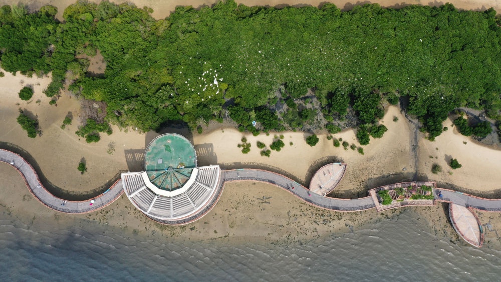 俯瞰廣東湛江市區(qū)海邊的紅樹林（2023年5月25日攝，無人機照片）。