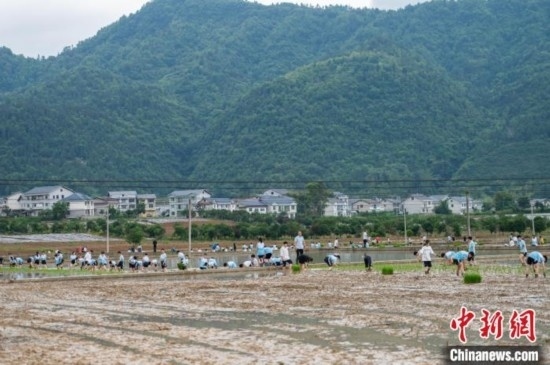 圖為5月21日，綏陽縣旺草中學(xué)學(xué)生在旺草萬畝大壩體驗插秧。唐哲 攝