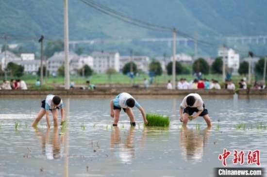 圖為5月21日，綏陽縣旺草中學(xué)學(xué)生在旺草萬畝大壩體驗插秧。唐哲 攝