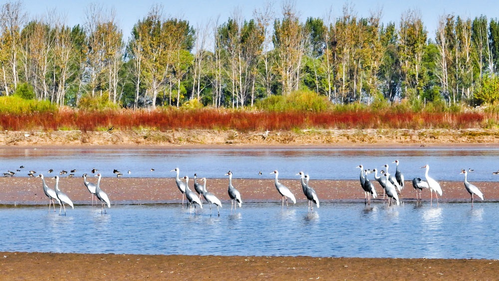 在山東黃河三角洲國家級自然保護(hù)區(qū)拍攝的白枕鶴（2022年10月18日攝）。新華社發(fā)（楊斌 攝）