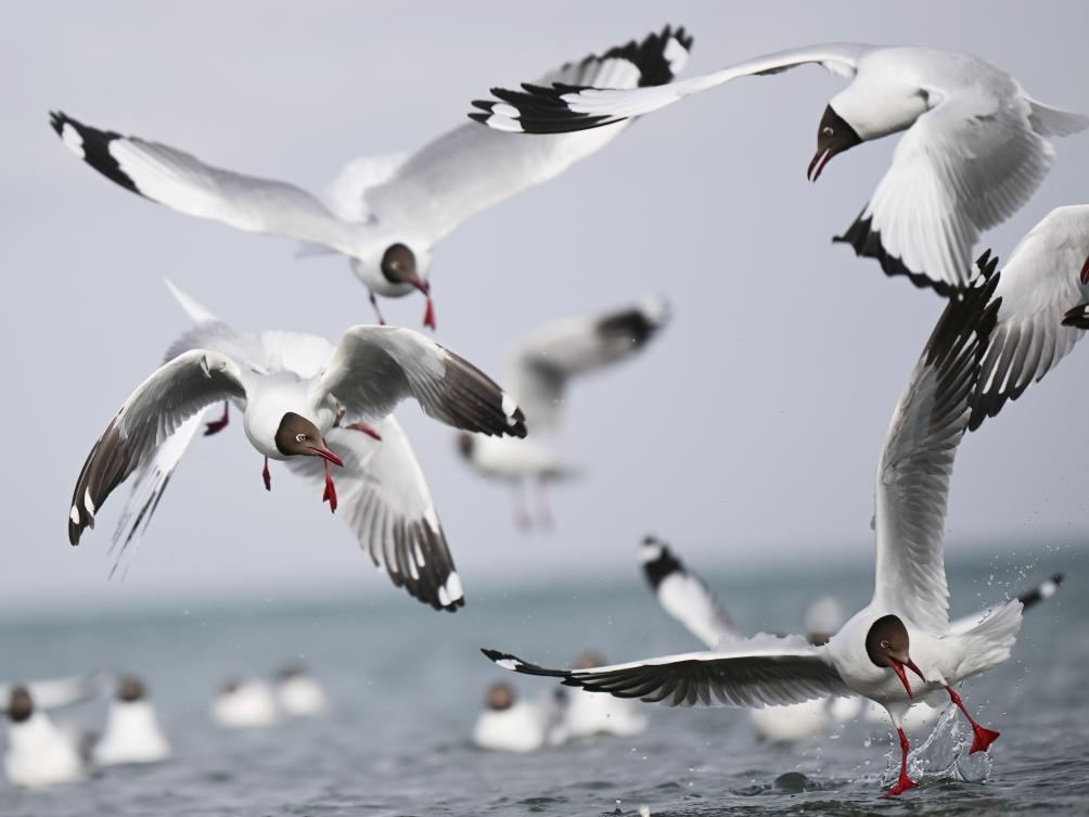 這是2023年4月13日在青海湖拍攝的棕頭鷗。新華社記者 張龍 攝