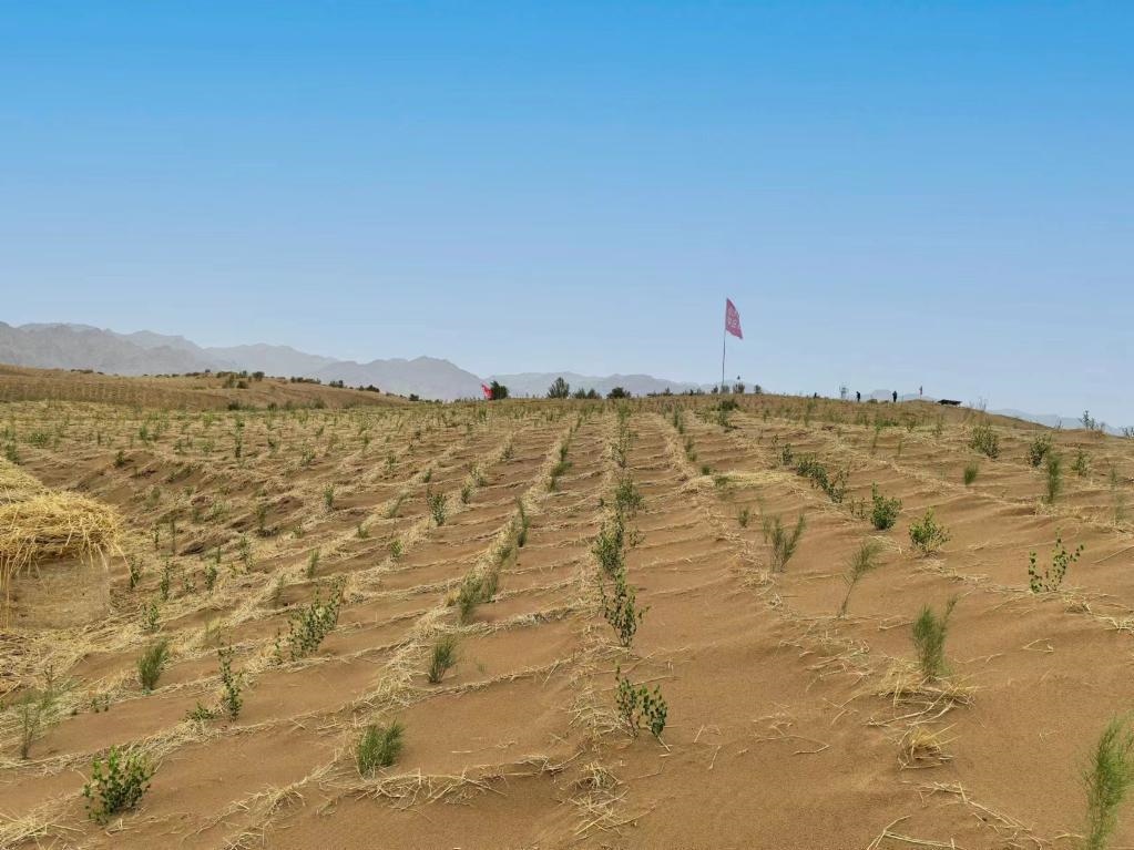內(nèi)蒙古巴彥淖爾市杭錦后旗治沙新品種沙木蓼和四翅濱藜苗木示范區(qū)。新華社記者 李云平 攝