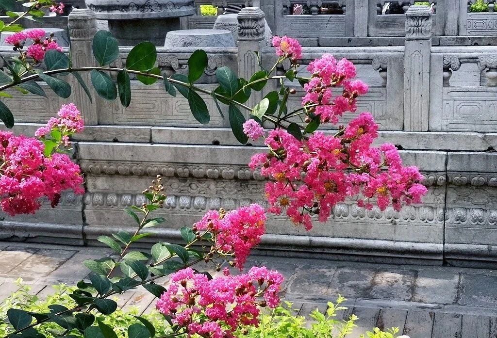 夏天的故宮一角。故宮博物院供圖