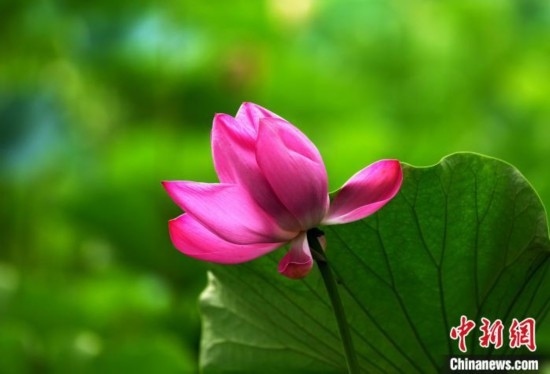 6月19日，時值一年畢業(yè)季，四川大學(xué)望江校區(qū)荷花池里的荷花盛開，成為了畢業(yè)生們的打卡圣地，吸引了眾多畢業(yè)生拍照留念。圖為盛開的荷花。中新社記者 安源 攝