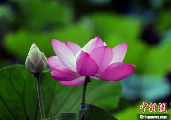 6月19日，時值一年畢業(yè)季，四川大學(xué)望江校區(qū)荷花池里的荷花盛開，成為了畢業(yè)生們的打卡圣地，吸引了眾多畢業(yè)生拍照留念。圖為盛開的荷花。中新社記者 安源 攝