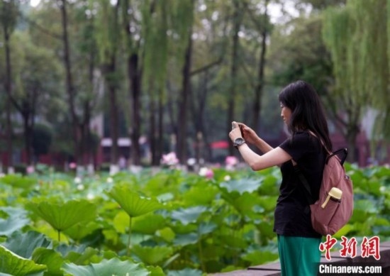 6月19日，時值一年畢業(yè)季，四川大學(xué)望江校區(qū)荷花池里的荷花盛開，成為了畢業(yè)生們的打卡圣地，吸引了眾多畢業(yè)生拍照留念。圖為畢業(yè)生在荷花池邊拍照留念。中新社記者 安源 攝