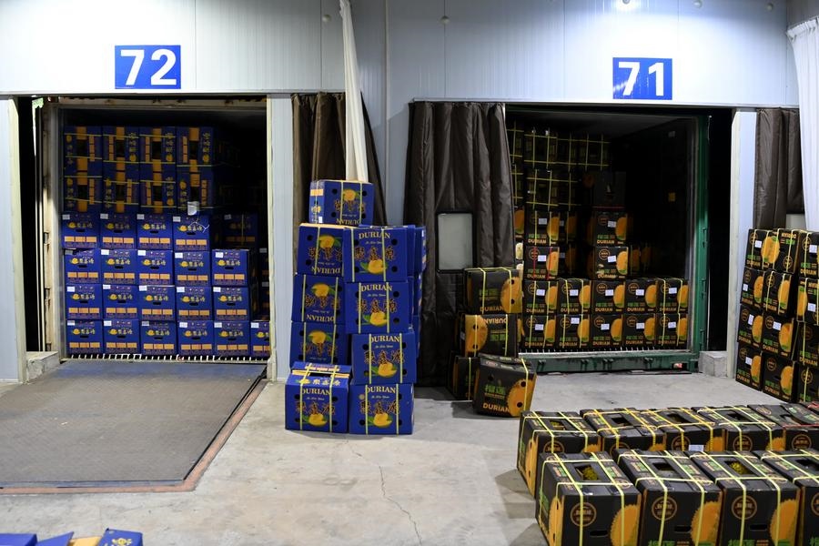 2023年9月12日在廣西憑祥友誼關(guān)口岸拍攝的等待通關(guān)的進(jìn)口榴蓮。新華社記者 曹祎銘 攝