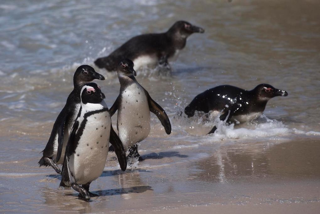 這是2021年9月29日在南非西蒙斯敦的博爾德斯海灘拍攝的捕食歸來的非洲企鵝。新華社記者 陳誠 攝