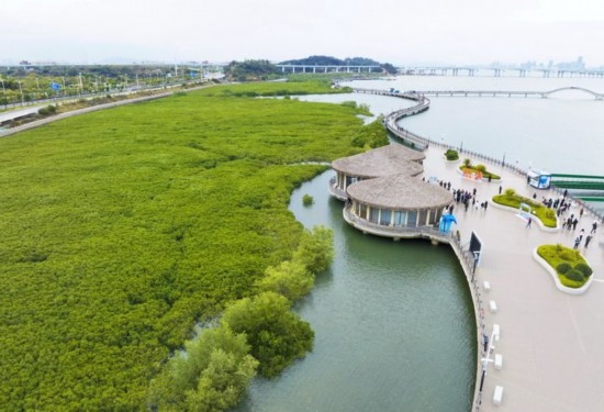2024年1月23日拍攝的廈門市翔安區(qū)下潭尾紅樹林公園（無人機(jī)照片）。新華社記者 林善傳 攝