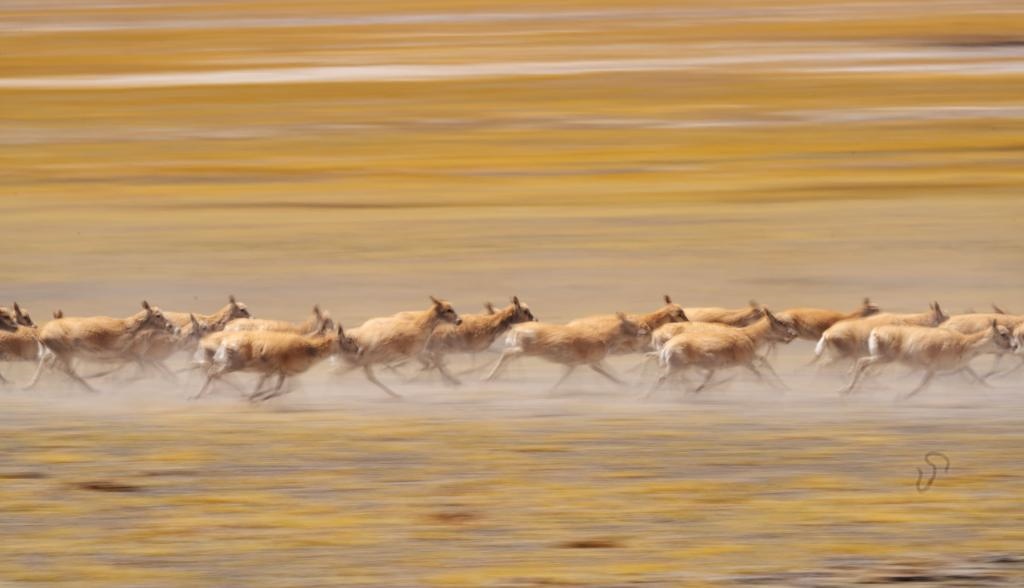 2024年6月13日，在羌塘國(guó)家級(jí)自然保護(hù)區(qū)，遷徙中的藏羚羊奔跑起來(lái)。新華社記者費(fèi)茂華攝