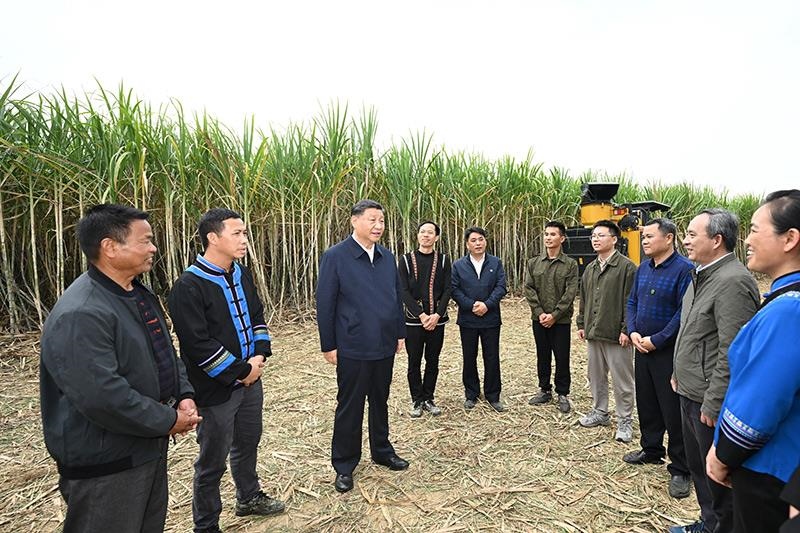 2023年12月14日，習(xí)近平總書(shū)記在廣西來(lái)賓市國(guó)家現(xiàn)代農(nóng)業(yè)產(chǎn)業(yè)園黃安優(yōu)質(zhì)“雙高”糖料蔗基地考察時(shí)，同蔗農(nóng)、農(nóng)機(jī)手和農(nóng)技人員親切交流。