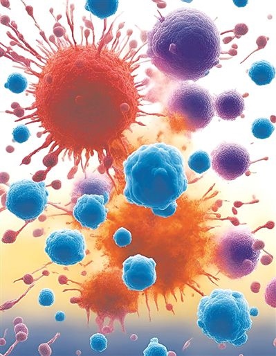 用氯化鈉處理的高活性CD8 T細胞（紫色），與未經(jīng)處理的細胞（藍色）相比，其抗腫瘤能力更強，能夠顯著損傷腫瘤細胞（紅色）。圖片來源：德國耶拿弗里德里?！は沾髮W