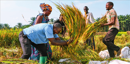 2018 年，中國(guó)農(nóng)業(yè)專家組在布隆迪布班扎省吉漢加縣設(shè)立首個(gè)水稻減貧示范村。圖為當(dāng)?shù)剞r(nóng)戶在稻田里給雜交水稻脫粒（2023 年 6 月 20 日攝） 韓旭攝 / 本刊