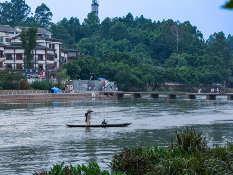 蘇稽古鎮(zhèn)的漁民在進行魚鷹捕魚表演。本報記者 伊霄攝