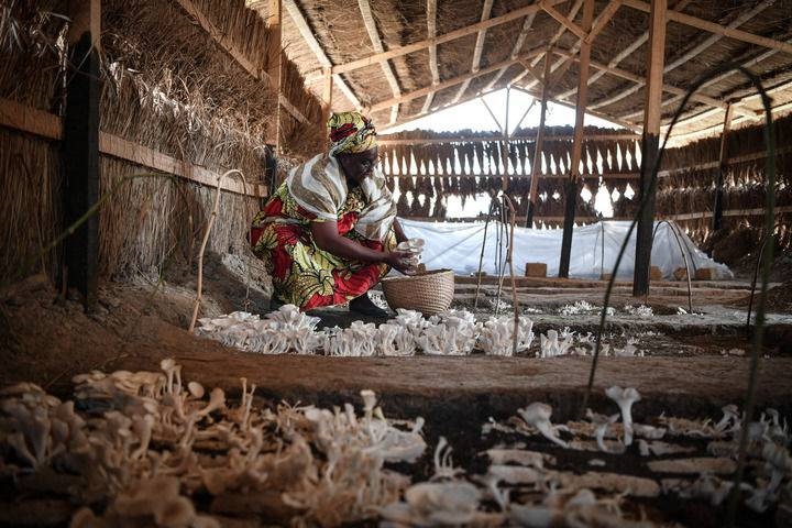 2024年2月6日，在中非共和國(guó)達(dá)馬拉，法蒂瑪在菇棚內(nèi)收獲菌草菇。2022年，法蒂瑪在聽(tīng)說(shuō)中國(guó)菌草專家在班吉傳授技術(shù)后主動(dòng)前往學(xué)習(xí)，從一間小菌棚起步，逐漸擴(kuò)大為如今小有名氣的合作社。新華社記者 韓旭 攝