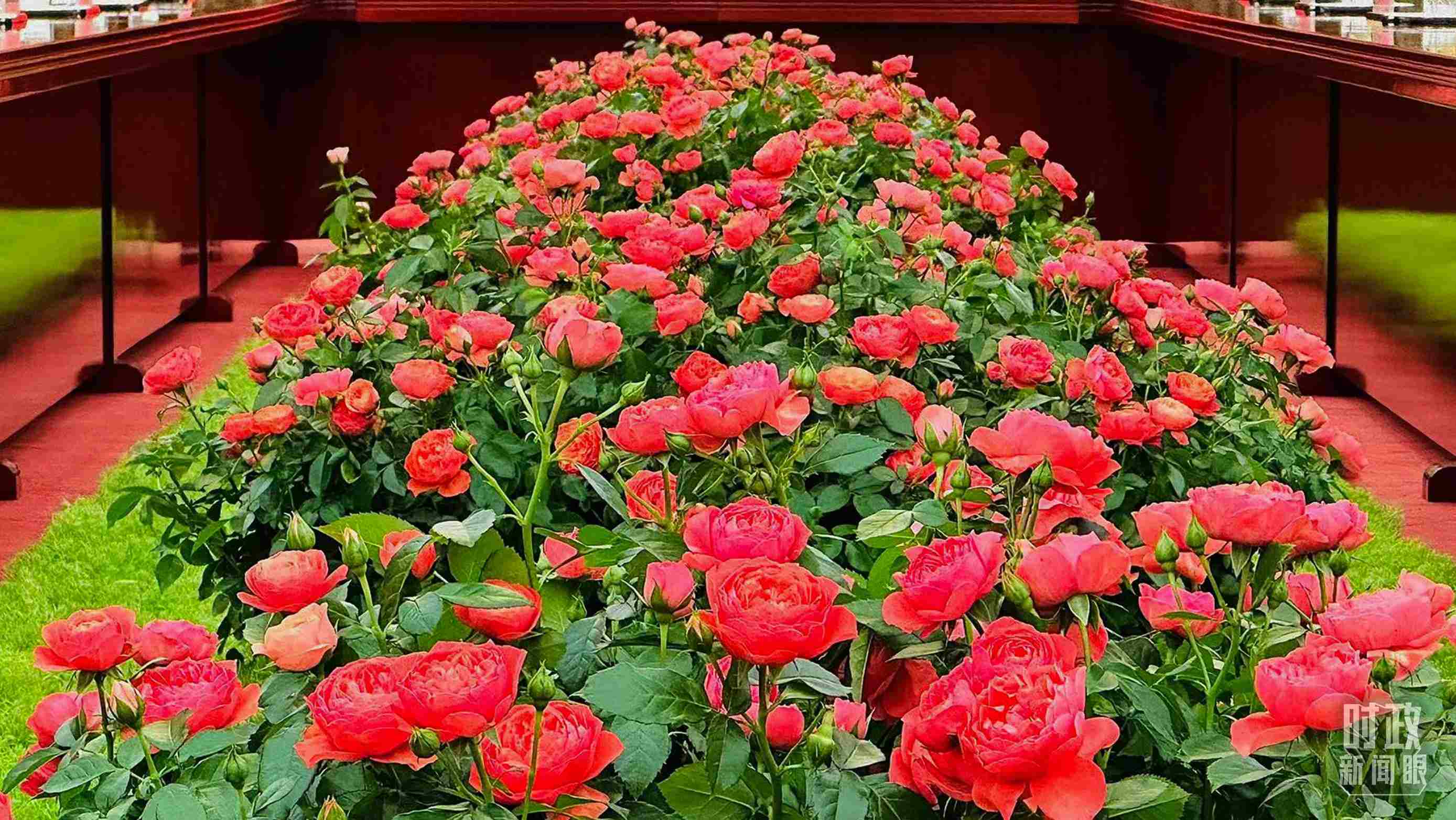 東大廳會(huì)談桌中間擺放的紅果汁月季，象征著蓬勃與堅(jiān)韌。（總臺(tái)央視記者范一鳴拍攝）