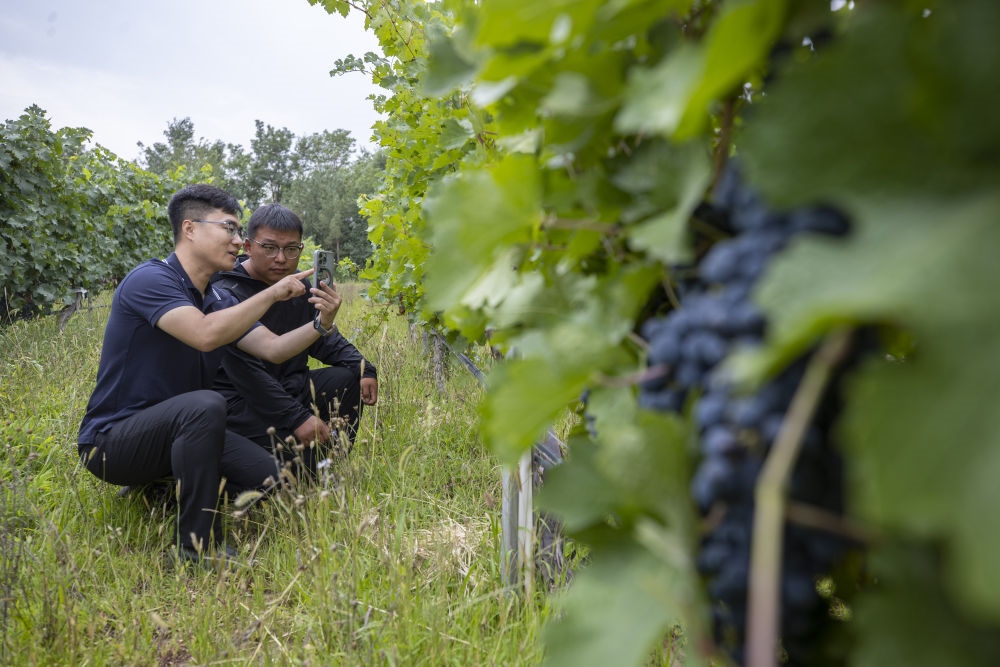2024年8月15日，技術人員（左）和工作人員在寧夏銀川市西夏區(qū)的一個葡萄園工作。為推動黃河流域生態(tài)保護和高質(zhì)量發(fā)展先行區(qū)建設，銀川市積極打造高標準葡萄園，借助各種傳感器監(jiān)測釀酒葡萄的生長狀態(tài)，實現(xiàn)精準灌溉，從而高效節(jié)約黃河水。