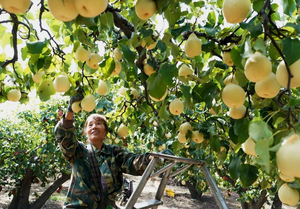 9月13日，河北省晉州市的農(nóng)民在果園采摘鴨梨。新華社記者楊世堯 攝
