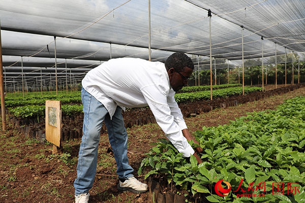 農(nóng)場(chǎng)協(xié)調(diào)員艾哈邁德·耶曼正在檢查咖啡幼苗。人民網(wǎng)記者 沈小曉攝