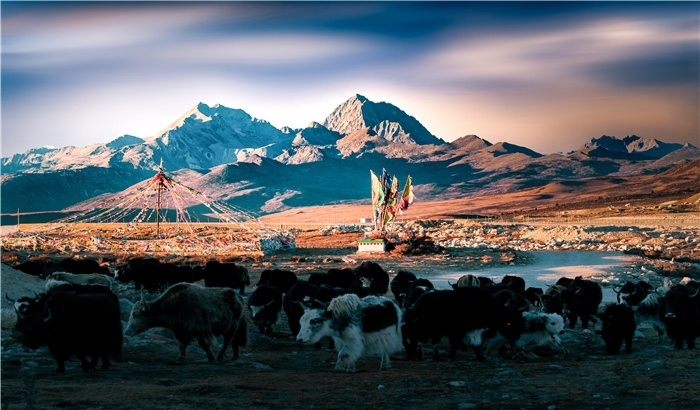 雅拉雪山上的牦牛群。蕭旺擺攝