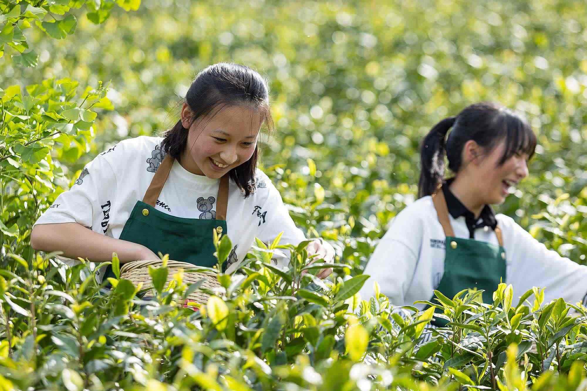 浙江安吉，游客在茶園里體驗采茶