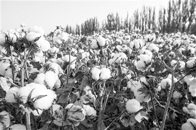 圖為新疆阿克蘇棉田。新研究揭示了GhEXL3基因調(diào)控棉纖維伸長的分子機(jī)制，為棉纖維品質(zhì)遺傳改良提供了重要理論依據(jù)。視覺中國供圖