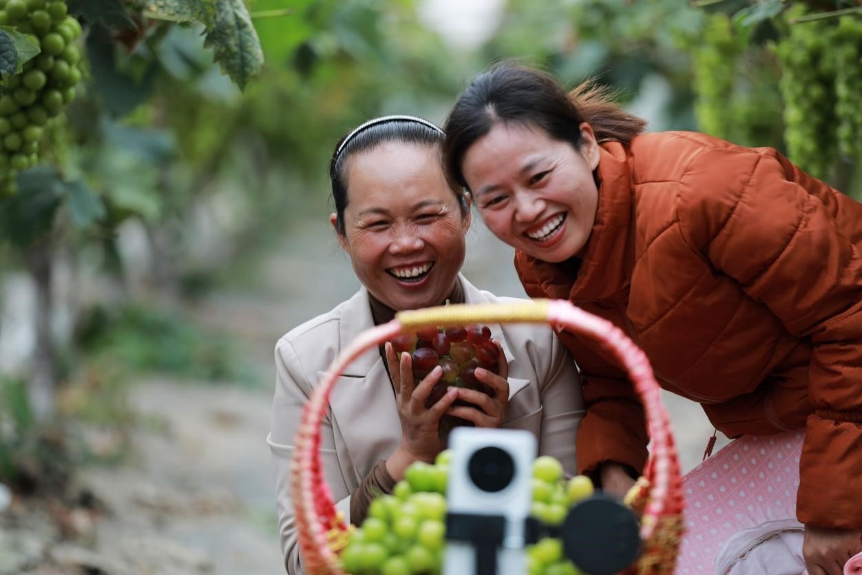 2024年10月6日，果農(nóng)在貴州省黔西市金碧鎮(zhèn)新蘭村葡萄園里進行直播銷售。來源：人民圖片