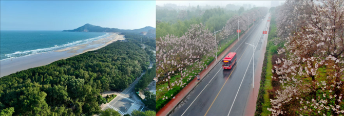 拼版照片：左圖為位于東山縣金鑾灣沿岸的木麻黃防護(hù)林帶（無人機(jī)照片，新華社記者 姜克紅 攝）；右圖為2021年4月20日在蘭考縣焦裕祿干部學(xué)院附近拍攝的泡桐花（無人機(jī)照片，新華社記者 郝源 攝）。