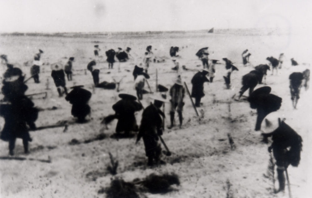 上世紀(jì)東山百姓在沙灘造林（資料照片）。