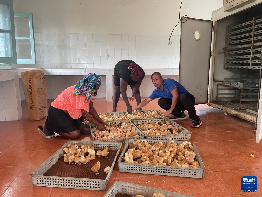 中國援圣普農(nóng)牧業(yè)技術(shù)項目組專家在圣多美和普林西比家禽繁育中心指導(dǎo)雛雞人工孵化技術(shù)（2024年10月8日攝）。新華社發(fā)（中國援圣普農(nóng)技組供圖）