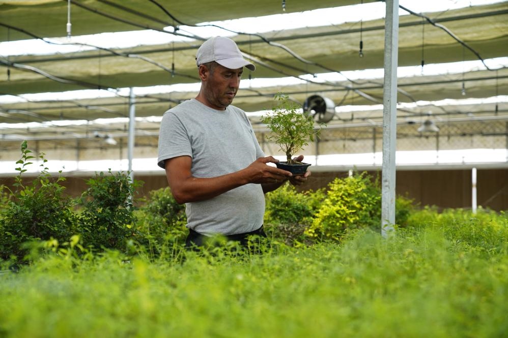 7月28日，在烏茲別克斯坦錫爾河州的上合組織農(nóng)業(yè)基地中烏現(xiàn)代農(nóng)業(yè)科技示范園，工作人員檢查盆栽植物。新華社發(fā)（扎法爾攝）