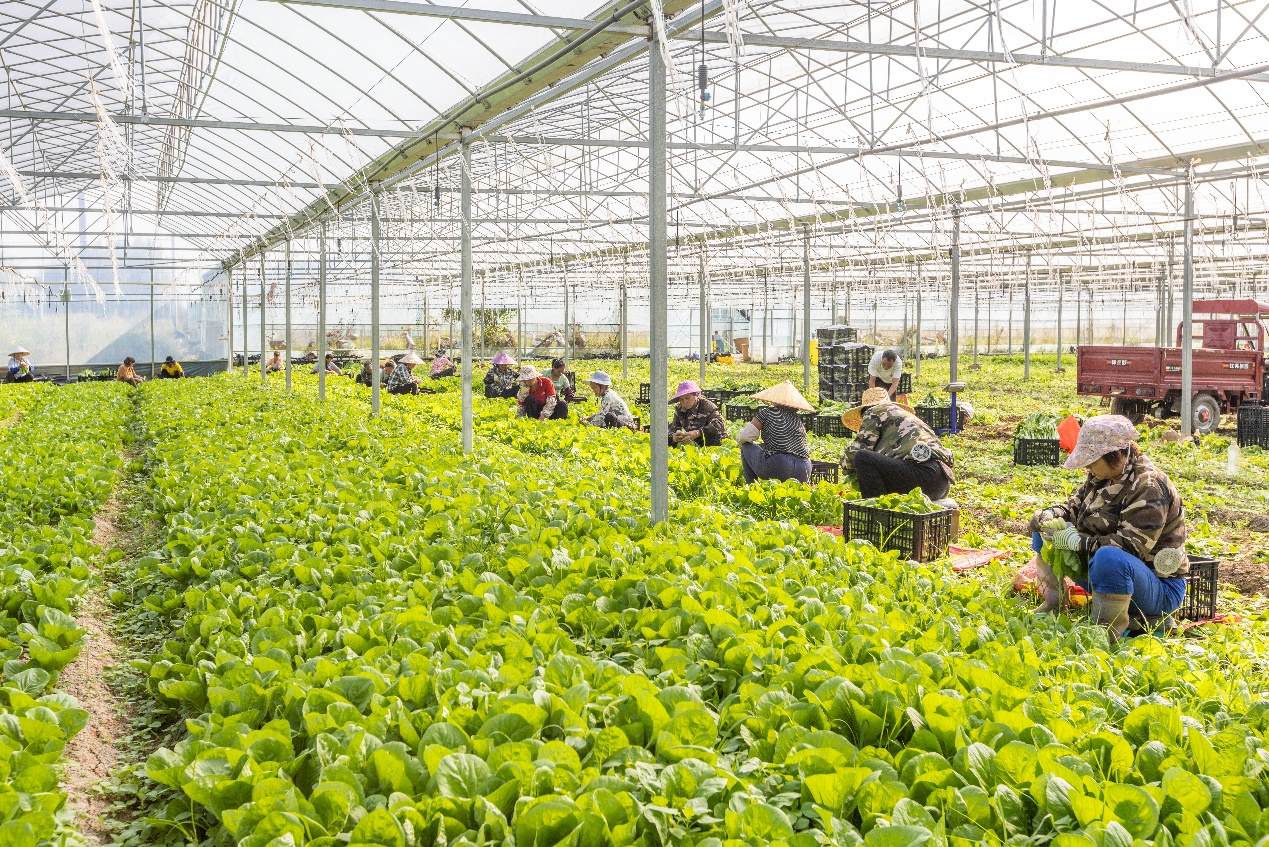 2024年10月8日，在廣西梧州市蒙山縣文圩鎮(zhèn)大明村一個大棚蔬菜基地內(nèi)，民工在采摘、包裝包心菜，準(zhǔn)備運銷外地。來源：人民圖片