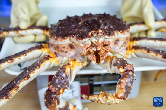 這是9月20日在吉林省琿春市的東北亞跨境電商產(chǎn)業(yè)園內(nèi)的帝王蟹保稅店拍攝的帝王蟹。新華社記者 許暢 攝