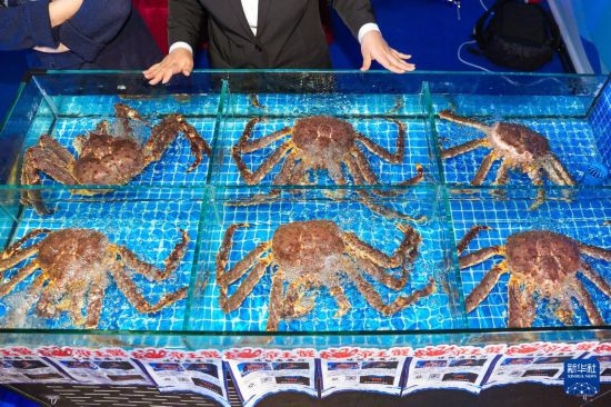 這是9月19日拍攝的吉林省琿春市一商家所售賣的帝王蟹。新華社記者 許暢 攝