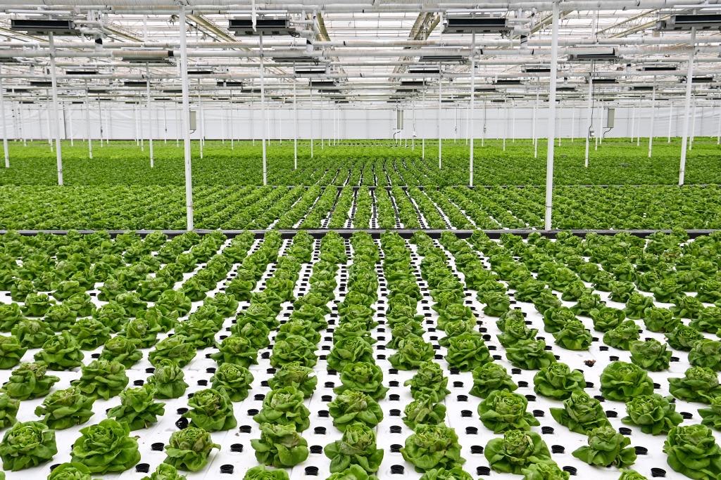 10月26日，楊凌智慧農(nóng)業(yè)示范園智慧溫室內(nèi)通過無土栽培技術(shù)種植的蔬菜。新華社記者 鄒競一 攝