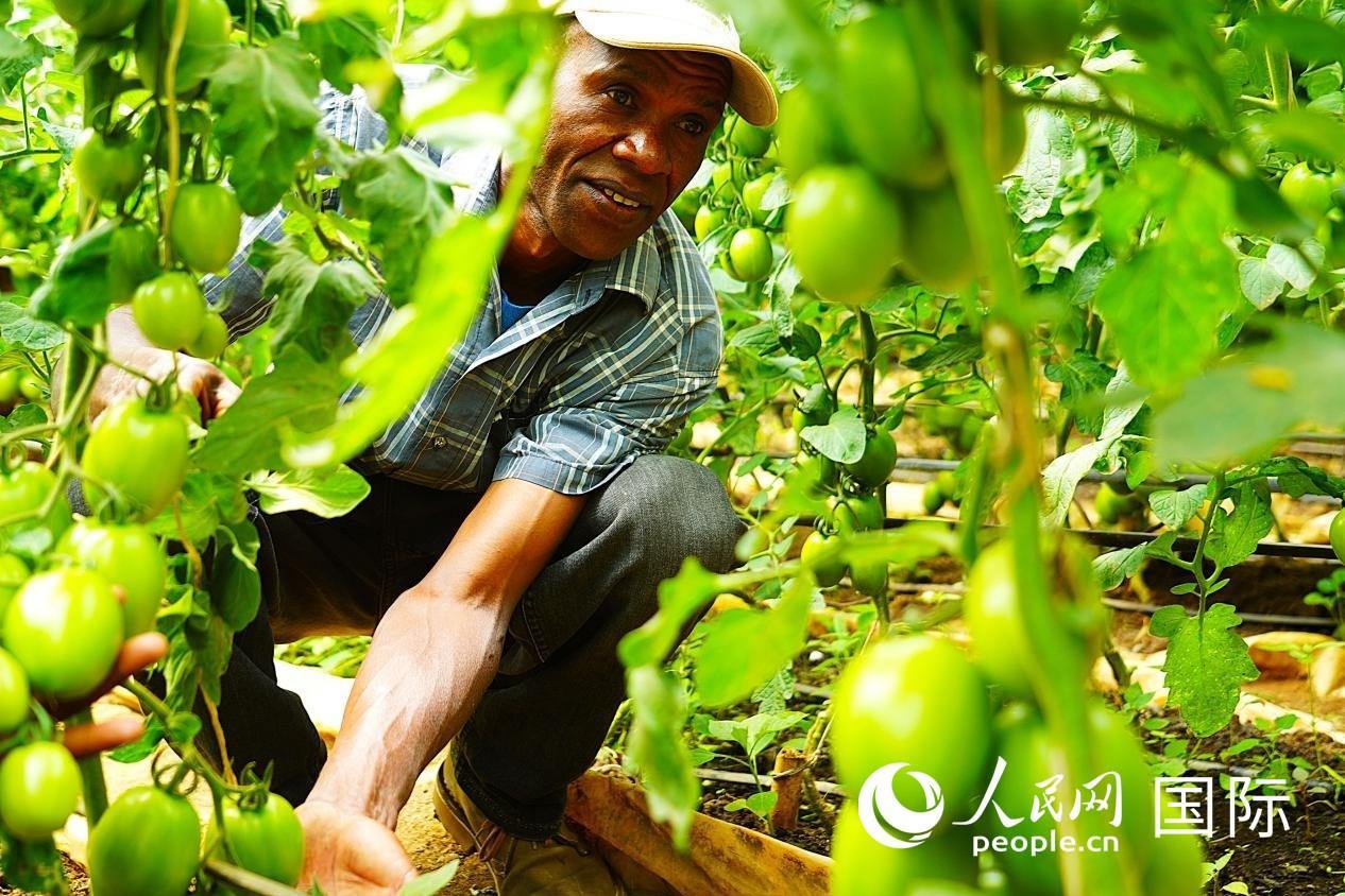 肯尼亞納庫魯郡，當(dāng)?shù)剞r(nóng)民喬納·卡蘭賈家的溫室大棚里，番茄長勢喜人。人民網(wǎng)記者 黃煒鑫攝