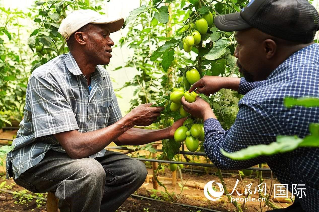 肯尼亞納庫魯郡，埃格頓大學(xué)園藝學(xué)專家史蒂芬·吉藤古在溫室大棚里指導(dǎo)當(dāng)?shù)剞r(nóng)民喬納·卡蘭賈種植番茄。人民網(wǎng)記者 黃煒鑫攝