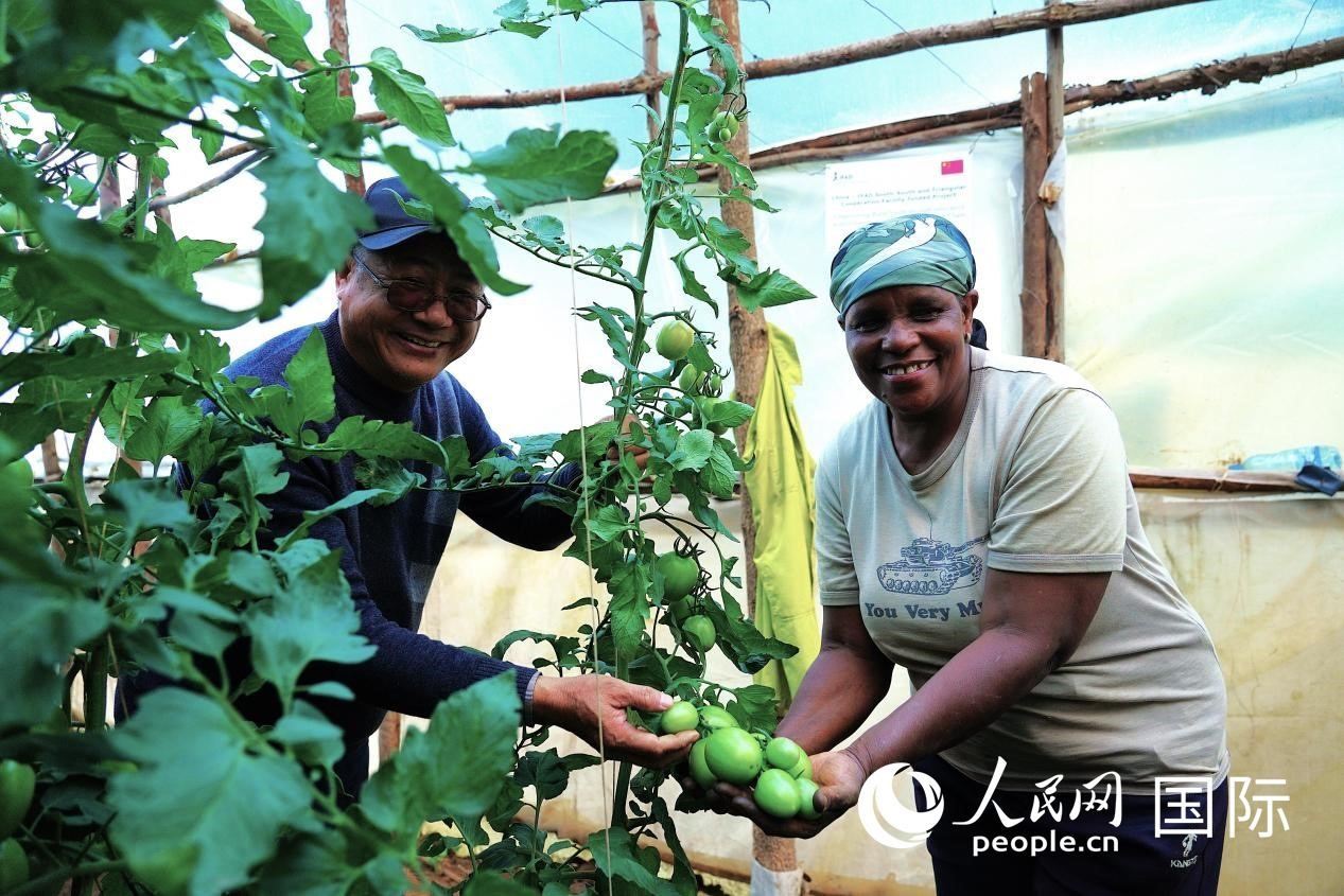 肯尼亞納庫魯郡，南京農(nóng)業(yè)大學(xué)援非專家劉高瓊和當(dāng)?shù)剞r(nóng)民瑪麗·姆旺吉在溫室大棚里查看番茄種植情況。人民網(wǎng)記者 黃煒鑫攝