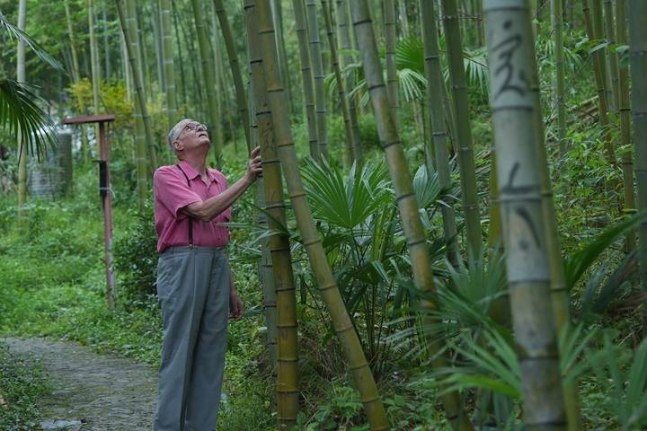 奈斯在莫干山的竹林里散步。