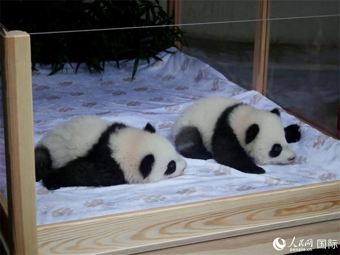 柏林動物園的明星“夢好”與“夢甜”。人民網 肖晶攝