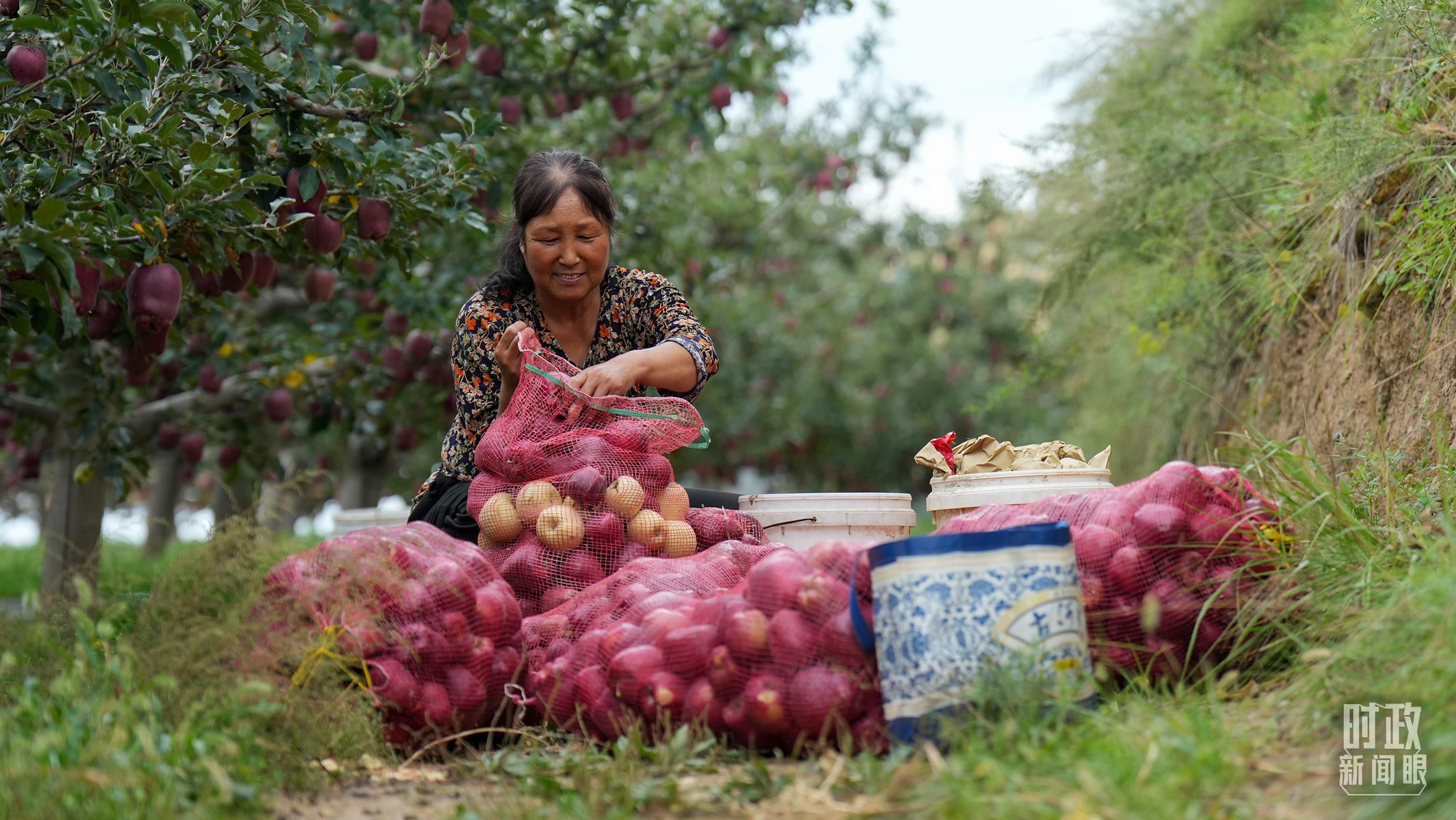 △甘肅天水的花牛蘋果已經(jīng)成為當(dāng)?shù)厝罕姷摹吧鷳B(tài)果”“致富果”。（總臺記者李晉拍攝）