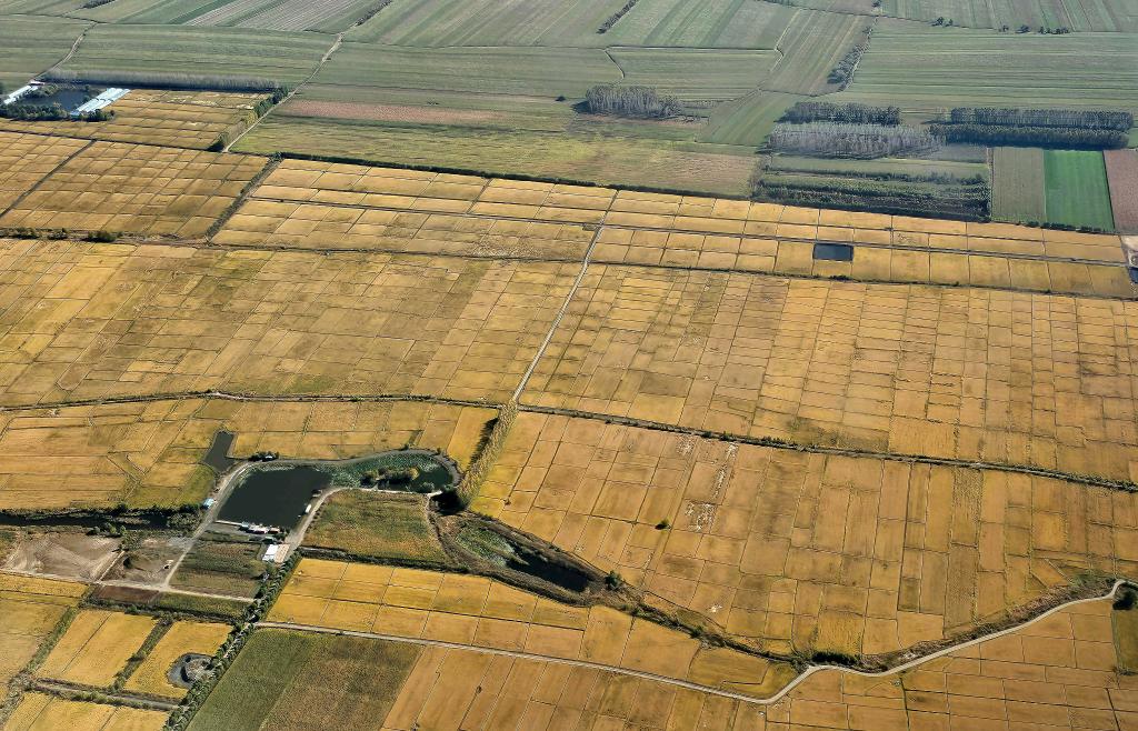 俯瞰黑龍江省哈爾濱市一處稻田（10月2日攝，無人機照片）。新華社記者 孫曉宇 攝