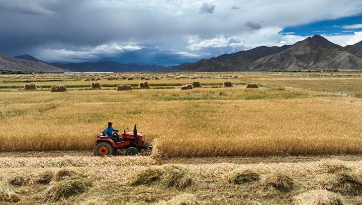 2024年9月10日在西藏日喀則市白朗縣巴扎鄉(xiāng)拍攝的秋收場景（無人機照片）。新華社記者 晉美多吉 攝